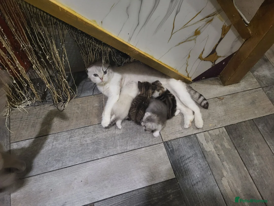 Mixed Breed cats for sale: mixed breed scottish fold and british blue   - Advert 24