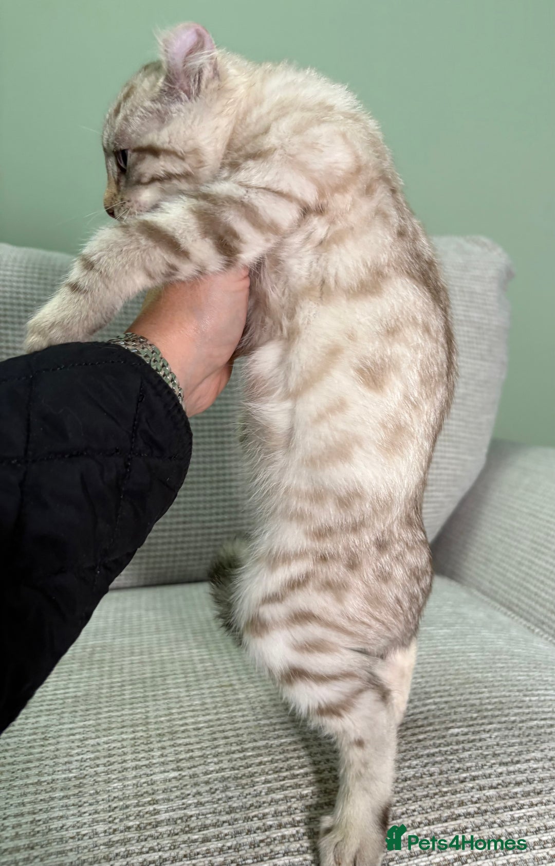 Savannah cats for sale: Superb wild looking snow leopard male  - Advert 3