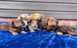 Miniature Dachshund dogs for sale: Long haired miniature Dashshund puppies  - Image 32