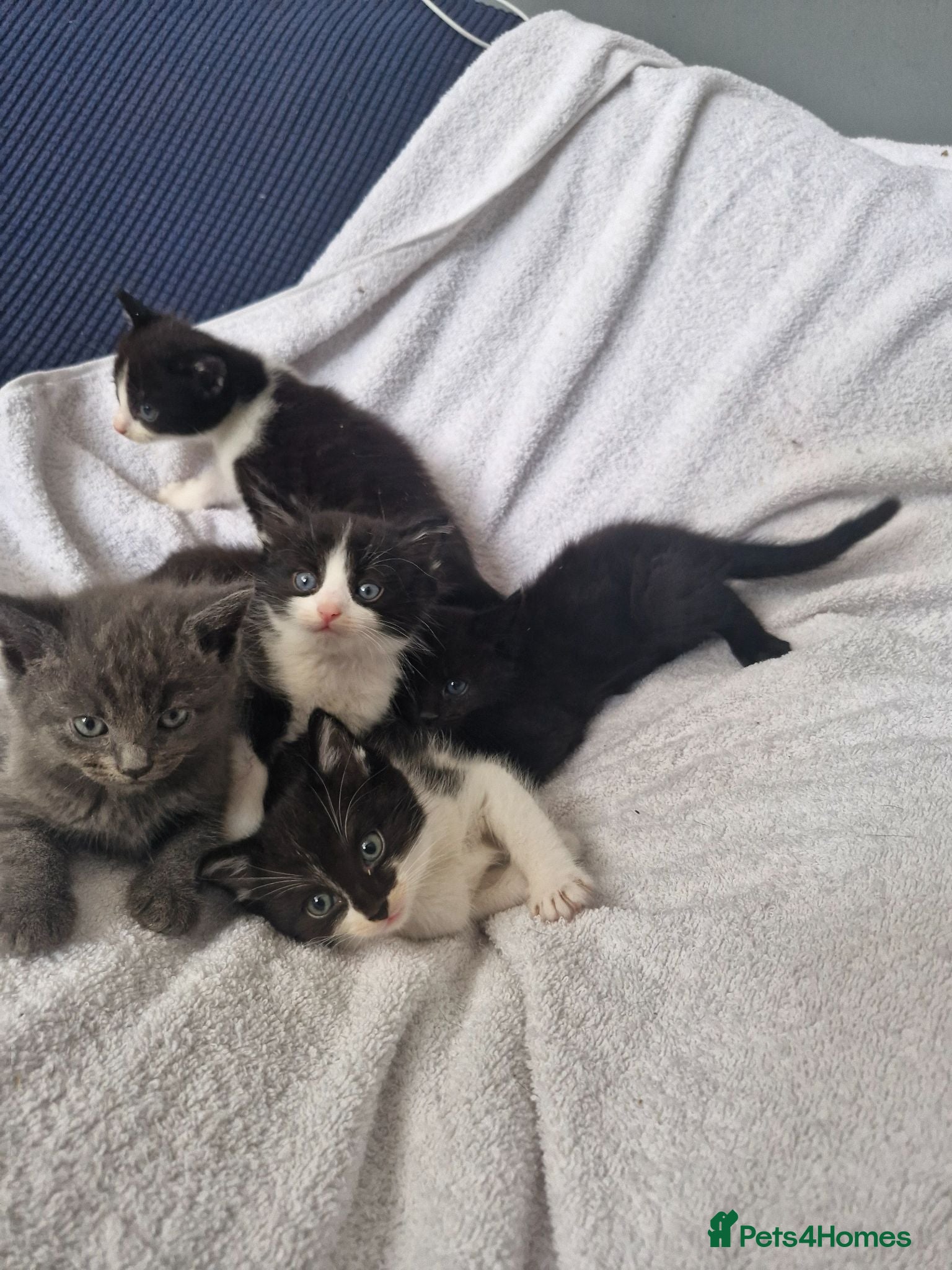 Mixed Breed cats 5 kittens ready for new home  - Advert 1