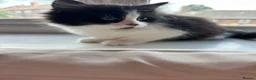 Mixed Breed cats for sale: Male and female tuxedo kittens  in Pontefract - Advert 2