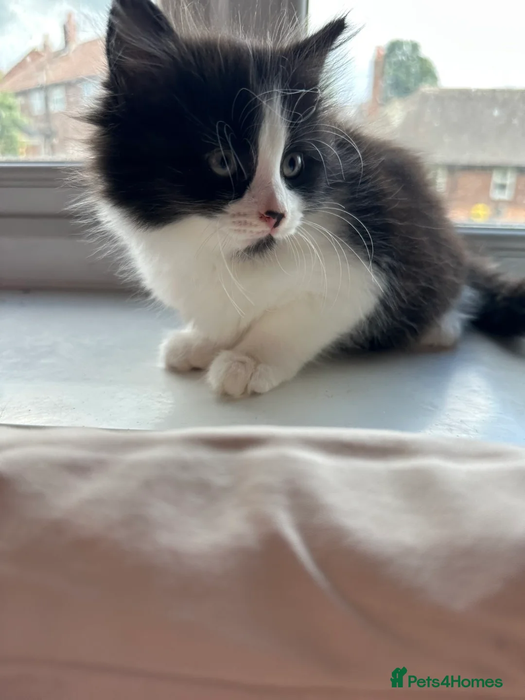 Mixed Breed cats for sale: Male and female tuxedo kittens  in Pontefract - Advert 2