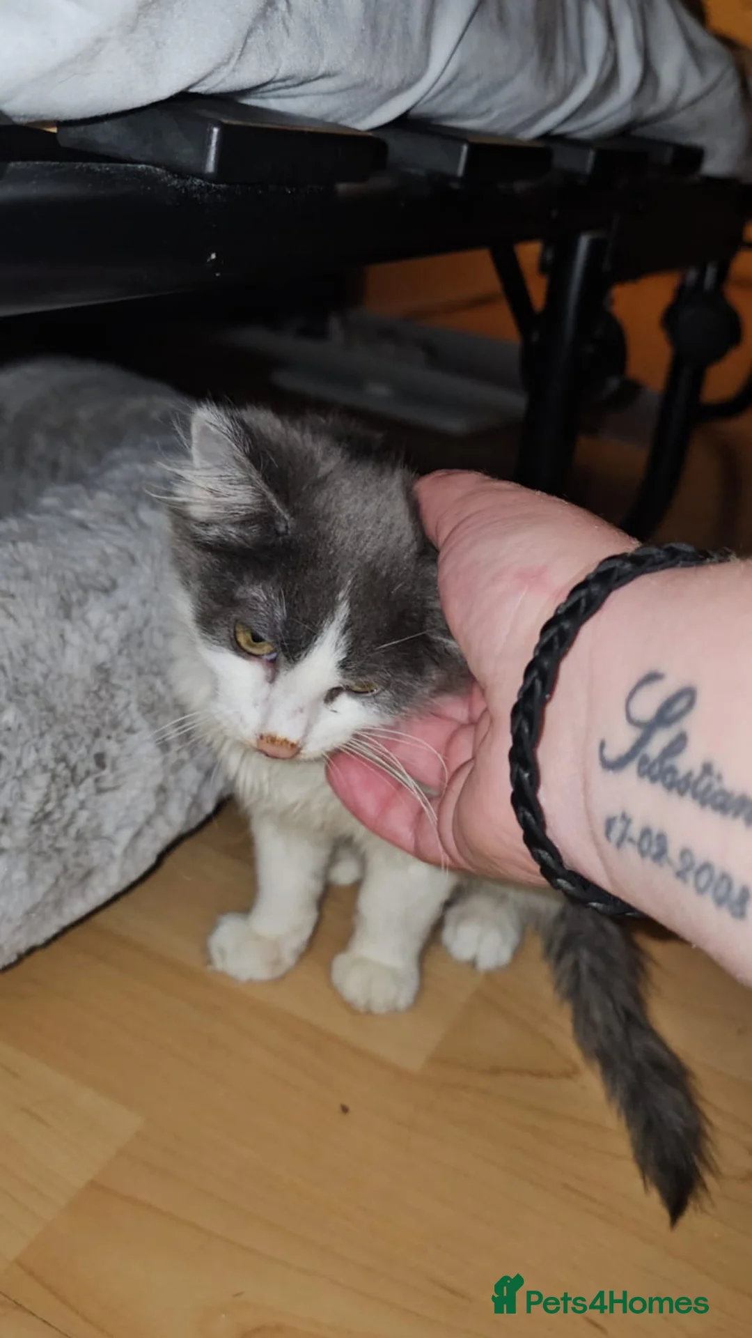 Mixed Breed cats for adoption: Bonded Rescue Kittens Looking for a Forever Home - Advert 2