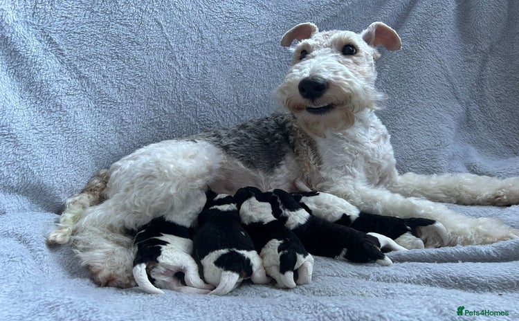 Fox Terrier dogs - Advert 1
