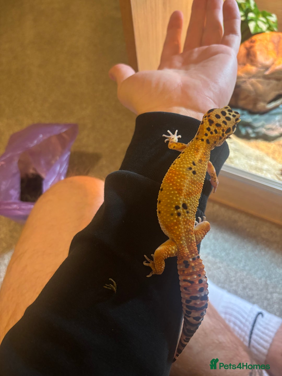 Leopard Gecko reptiles for sale: Tango Leopard Gecko - Advert 7