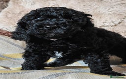 Labradoodle dogs for sale: True Multigen labradoodles  - Image 3