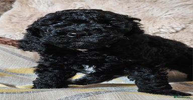 Labradoodle dogs - Advert 4