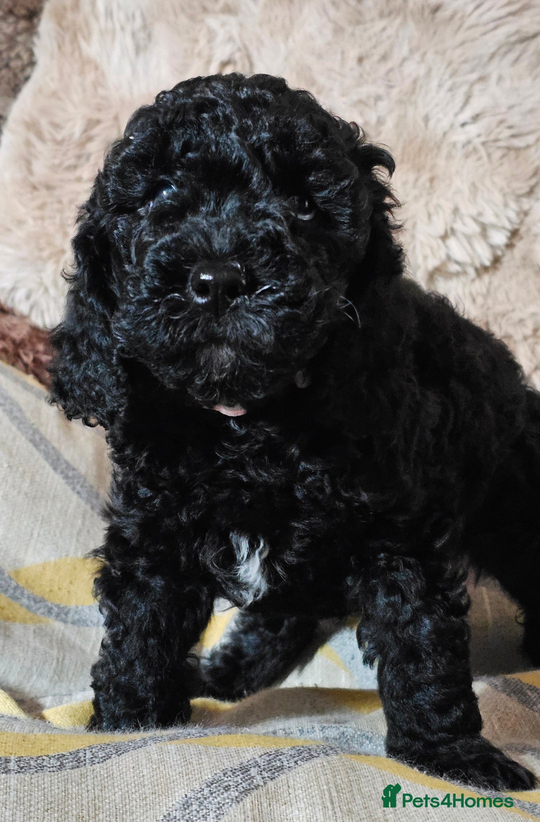 Labradoodle dogs for sale: True Multigen labradoodles  - Image 3