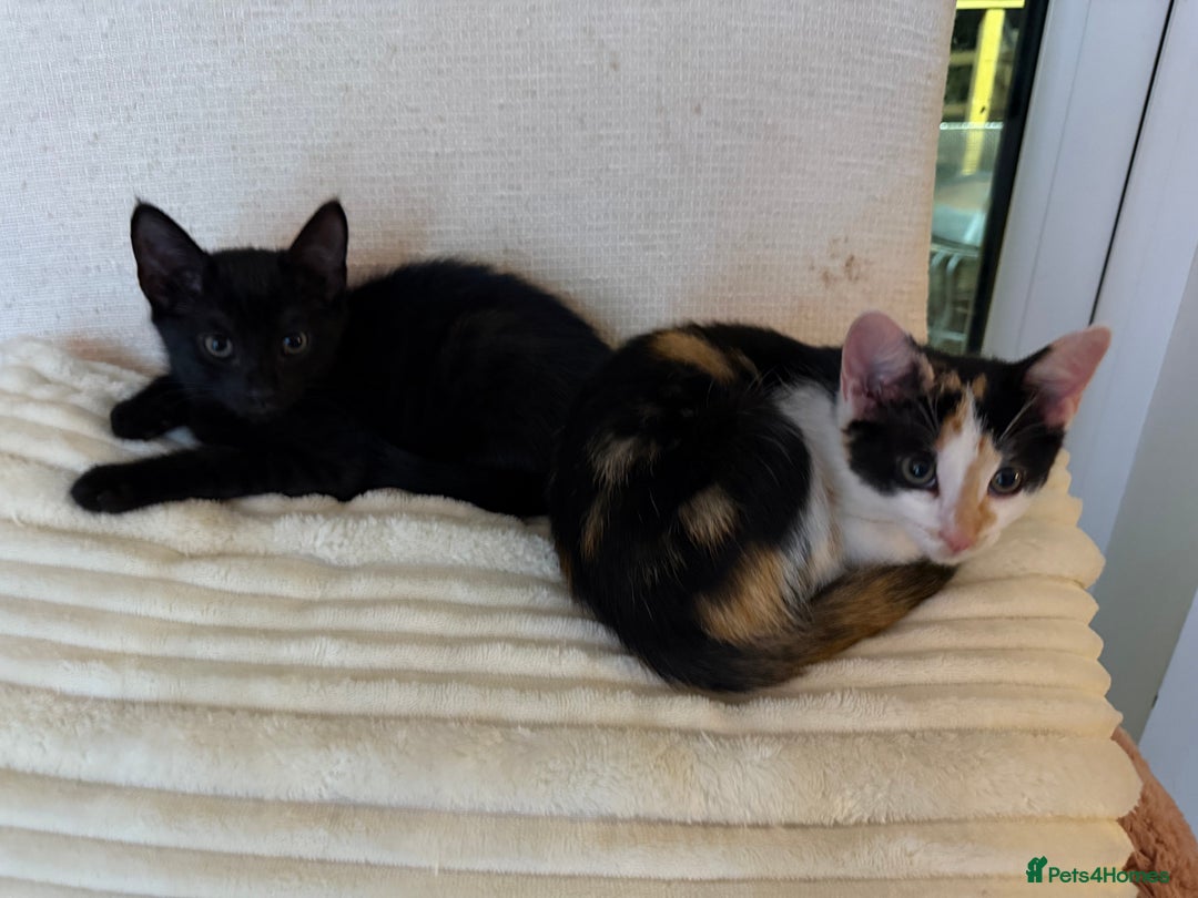Oriental cats for sale: Sweet Little Calico Baby - Image 14
