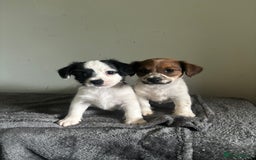 Jack Russell dogs for sale: Jack Russell puppy’s  - Image 4