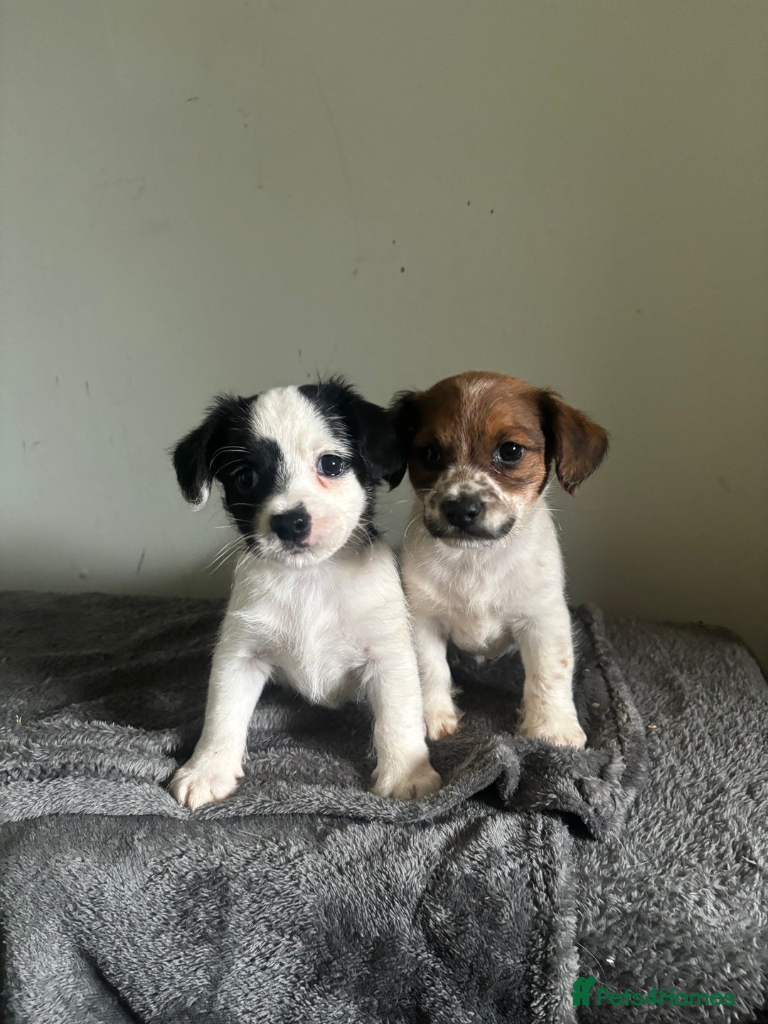 Jack Russell dogs for sale: Jack Russell puppy’s  - Image 4