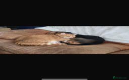 Munchkin cats for sale: Rehoming Male Cat – Quiet Home Needed  - Image 7