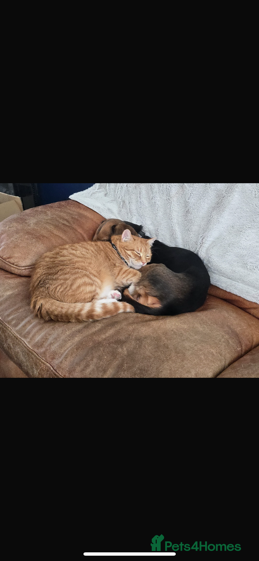 Munchkin cats for sale: Rehoming Male Cat – Quiet Home Needed  - Image 7