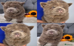 Chow Chow dogs for sale: KC Chocolate GIRL 💗chow chow available 🏆 - Image 4