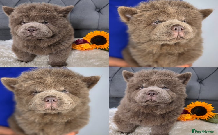 Chow Chow dogs - Advert 1