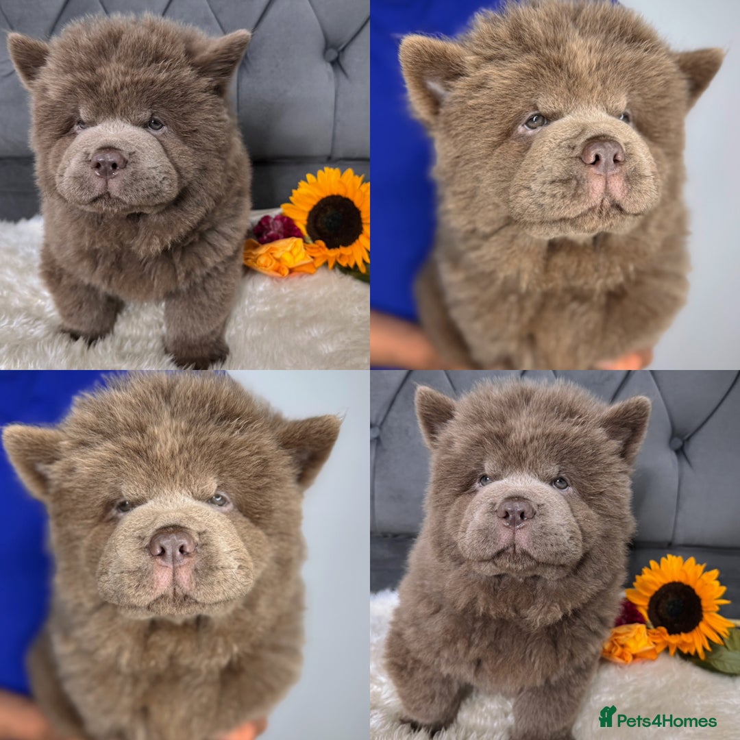Chow Chow dogs for sale: KC Chocolate GIRL 💗chow chow available 🏆 - Image 4