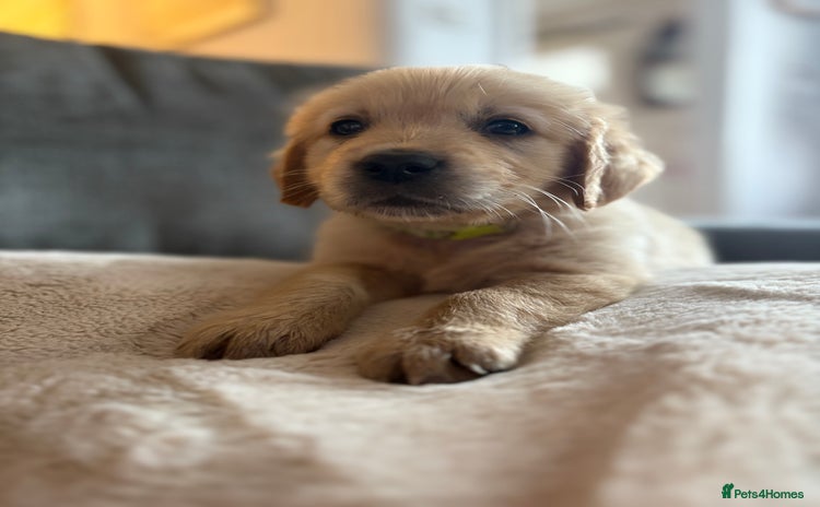 Golden Retriever dogs - Advert 3