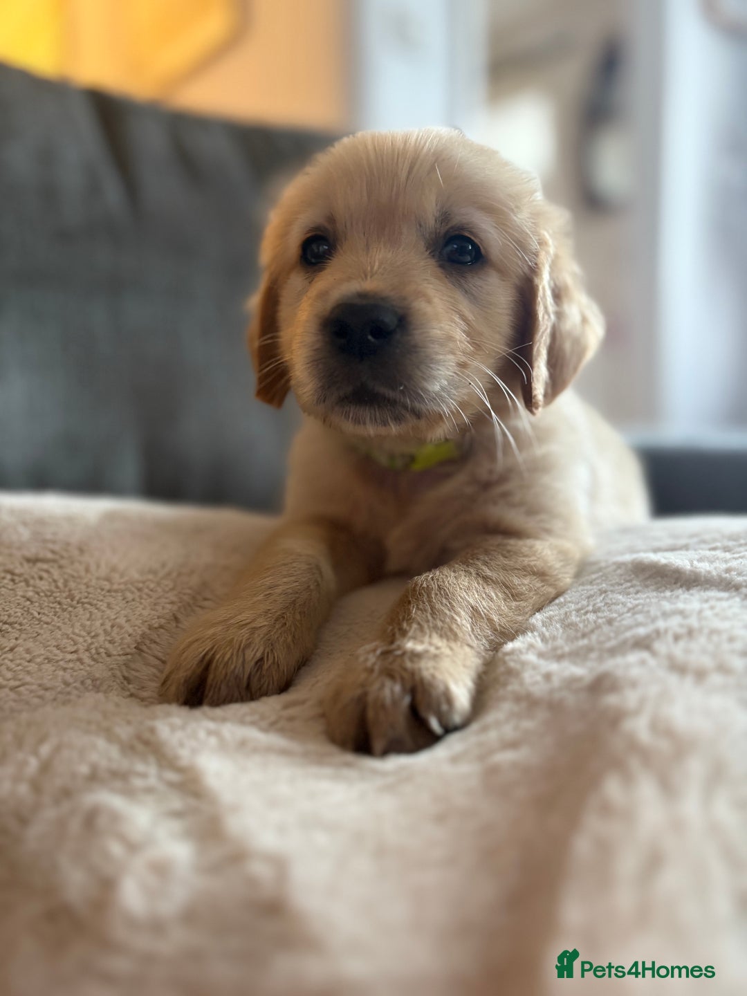 Golden Retriever dogs for sale: Golden retriever puppy Available 🐶🐾🦴  - Image 1