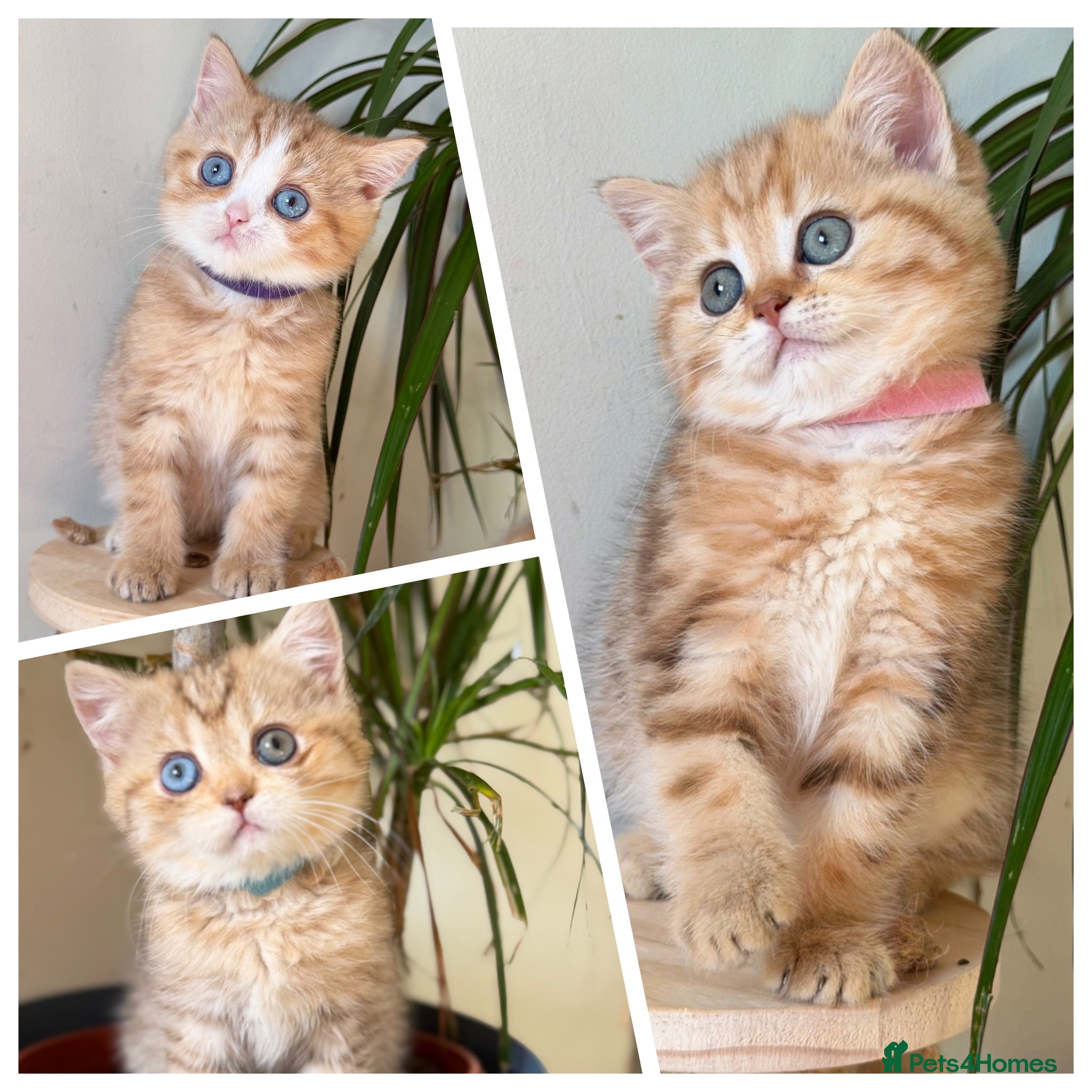 British Shorthair cats British sh odd/blue eyed adorable kittens GCCF  - Advert 4