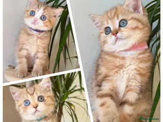 British Shorthair cats British sh odd/blue eyed adorable kittens GCCF - Advert 4