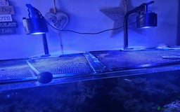 Other/Mixed Breed fish for sale: Various marine fish & Complete set up - Image 9