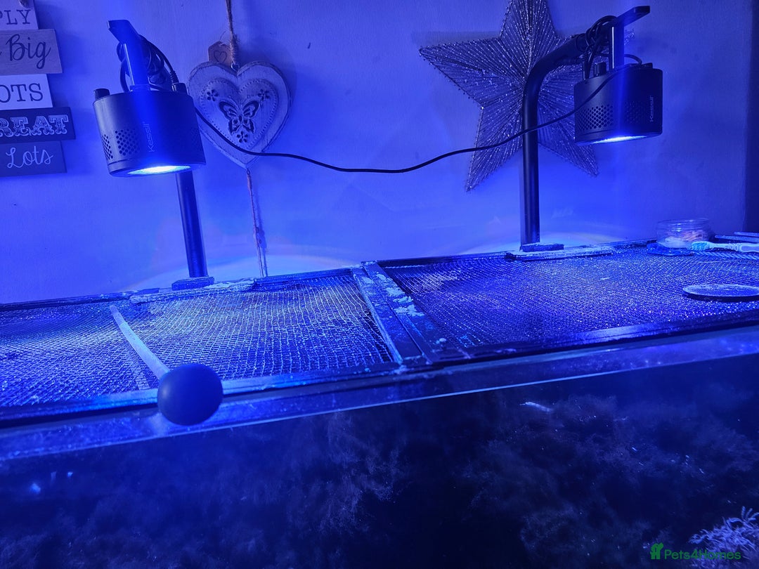 Other/Mixed Breed fish for sale: Various marine fish & Complete set up - Image 9
