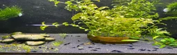 Shrimps fish for sale: Red, Orange and Blue shrimp for sale. £2.50 each   - Advert 2