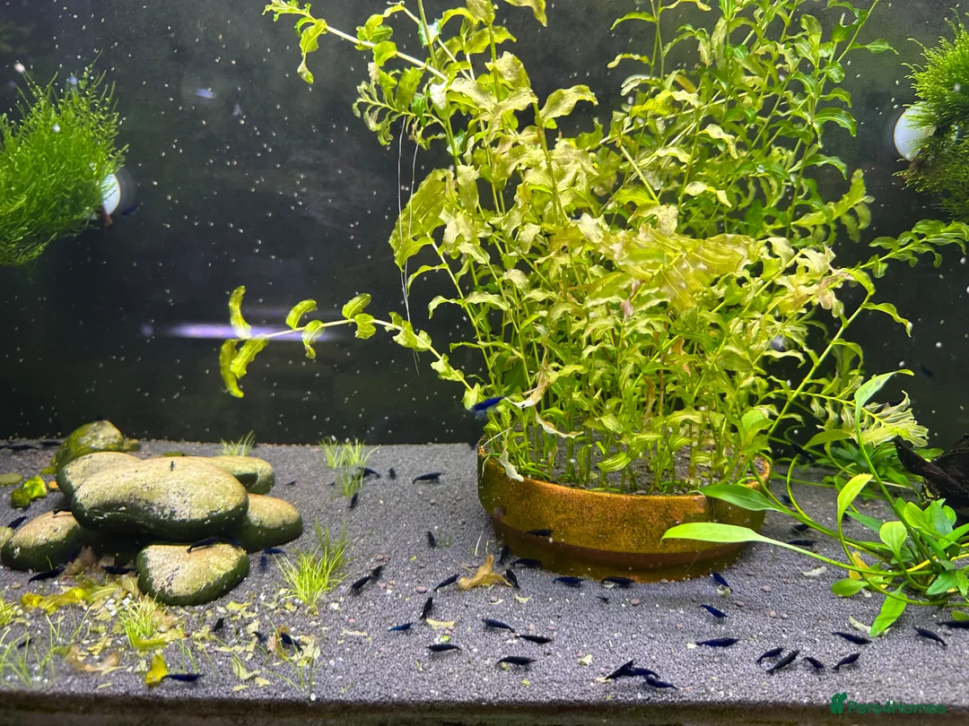 Shrimps fish for sale: Red, Orange and Blue shrimp for sale. £2.50 each   - Advert 2