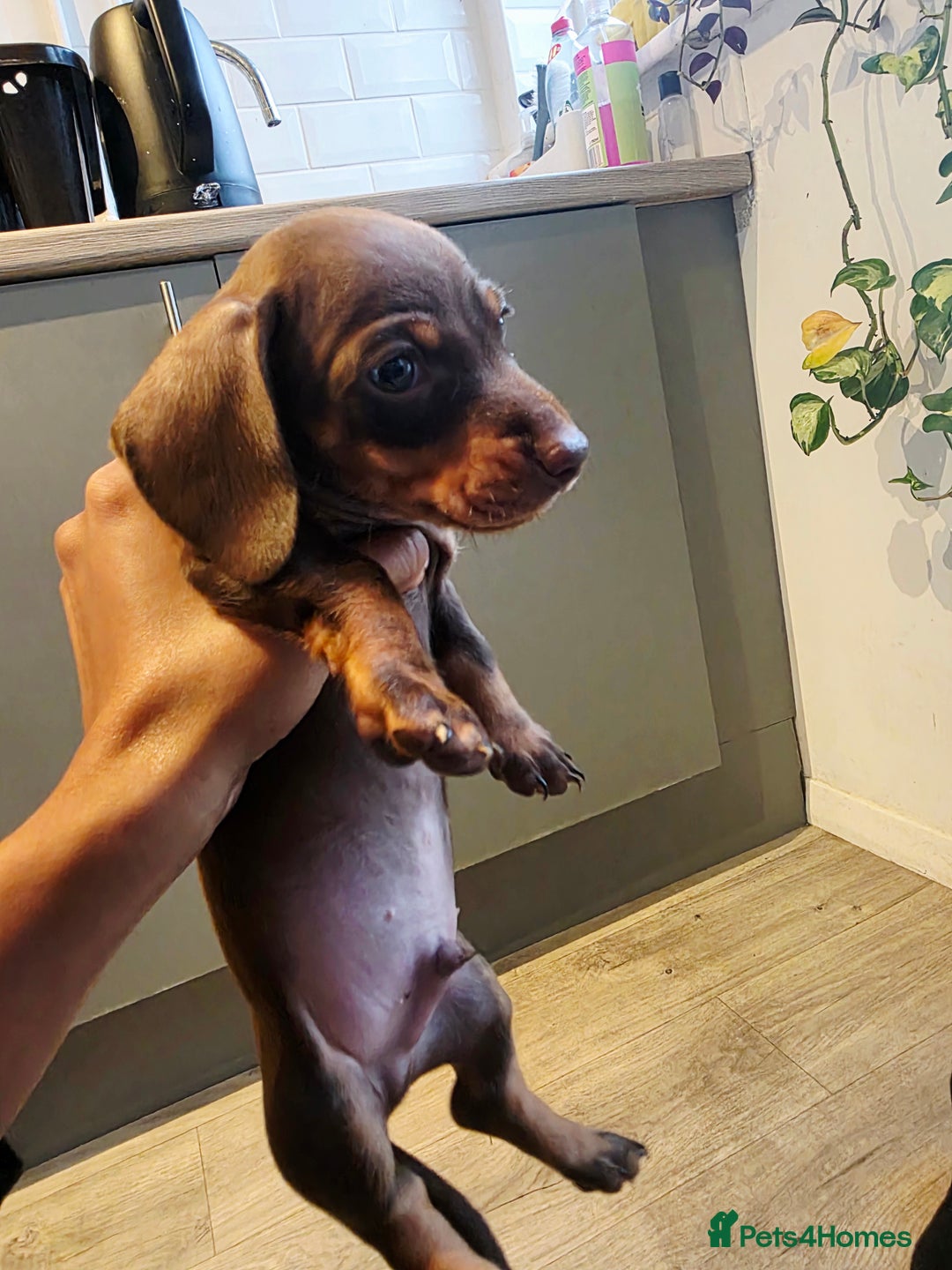 Dachshund dogs for sale: READY FOR NEW HOME 🐶 - Advert 11