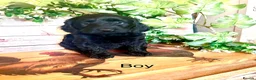 Cockapoo dogs for sale: Rare Blue Merle Cockapoo Puppies  - Advert 7