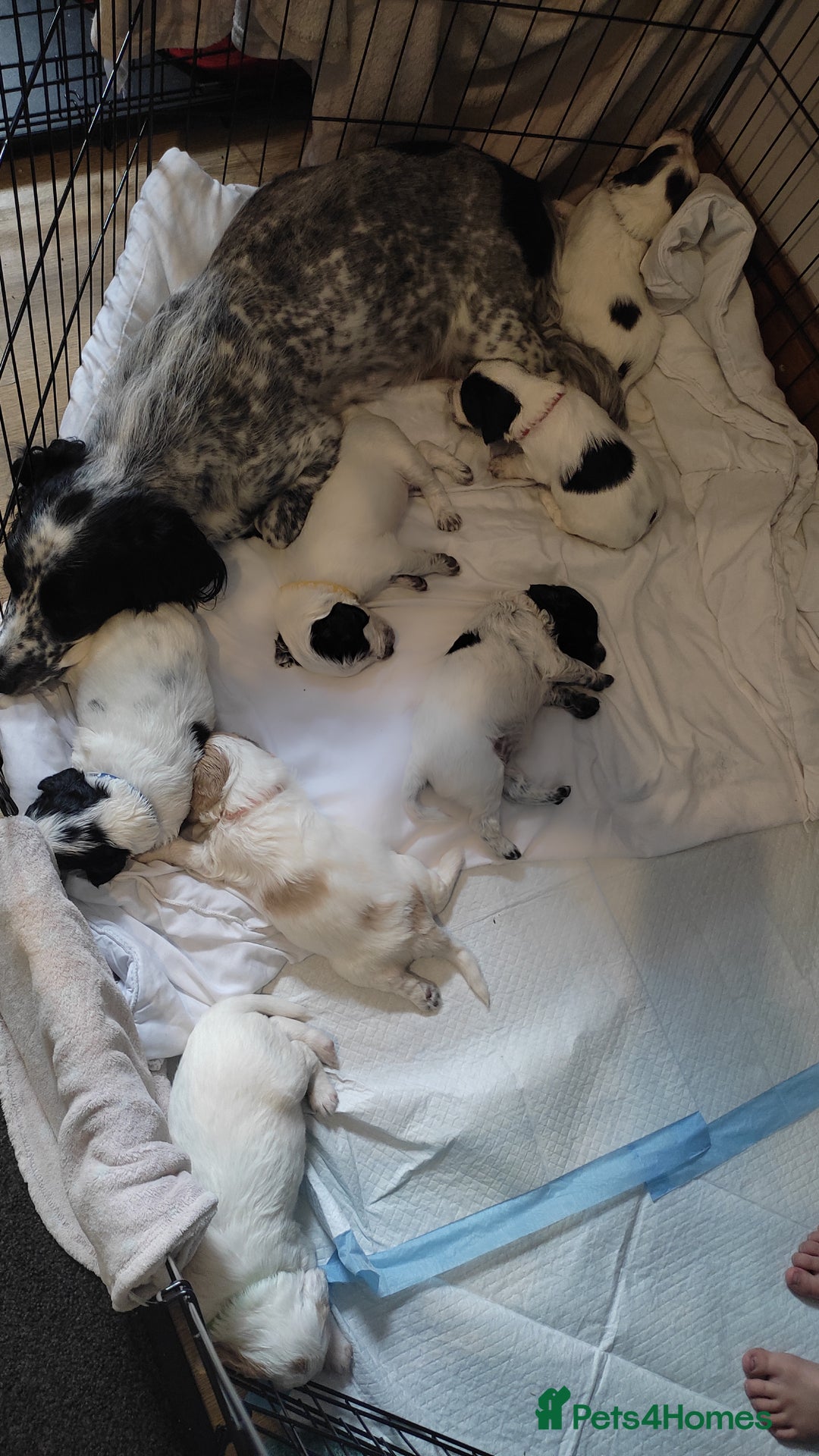 Mixed Breed dogs for sale: Sprollie x cocker-poo pups - Image 5