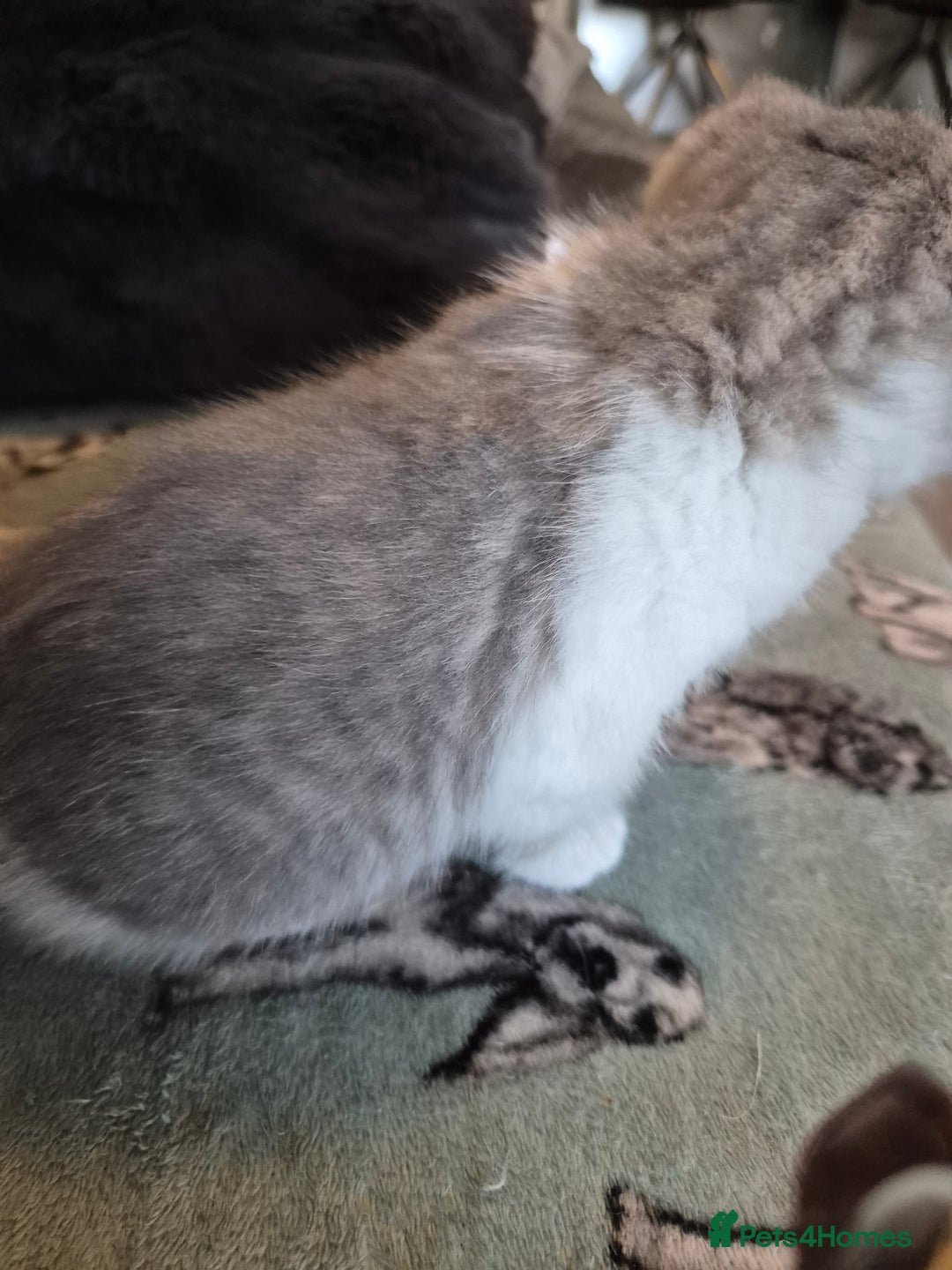 Selkirk Rex cats for sale: Pedigree selkirk rex girls non curly - Advert 27