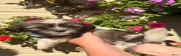 Lhasa Apso dogs for sale: Lhasa Apso puppies for sale, Ready now - Advert 2