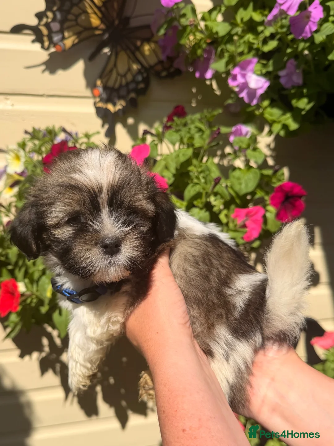 Lhasa Apso dogs for sale: Lhasa Apso puppies for sale, Ready now - Advert 2