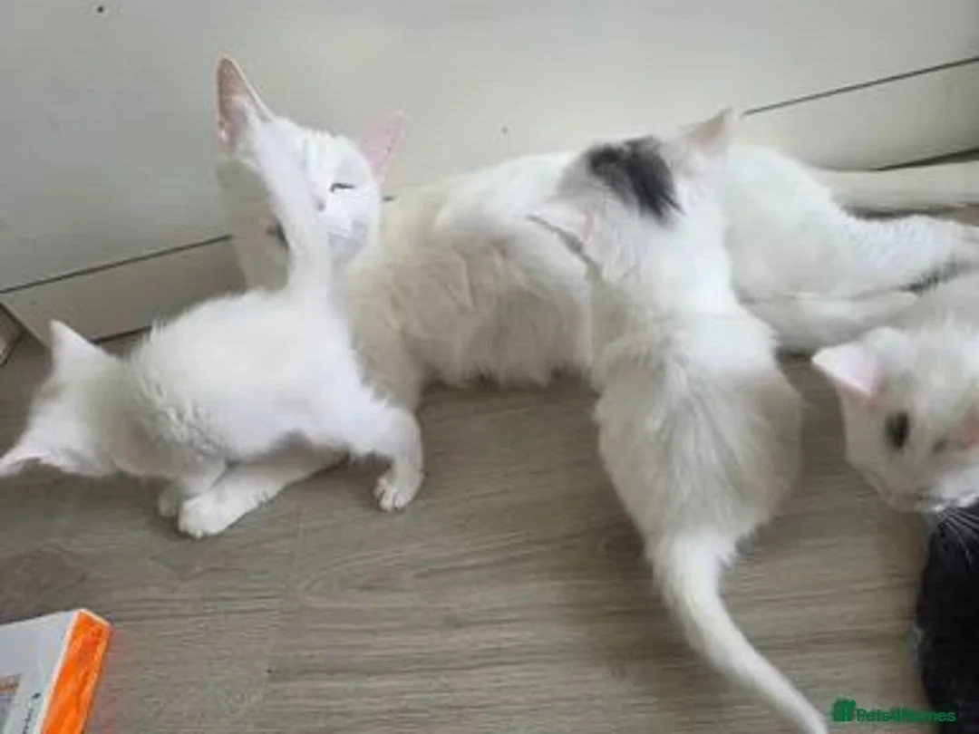 Ragdoll cats for sale: Adorable White Ragdoll Kittens in Eastbourne - Advert 2