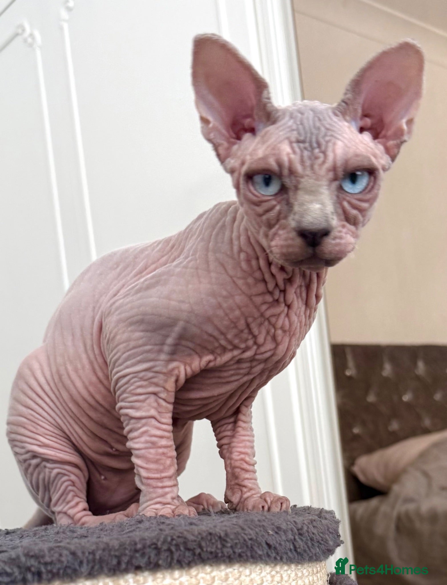 Sphynx cats Blue-Eyed Sphynx Girl /  TICA Reg - Advert 4