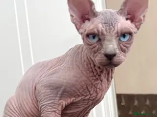 Sphynx cats Blue-Eyed Sphynx Girl / TICA Reg - Advert 4