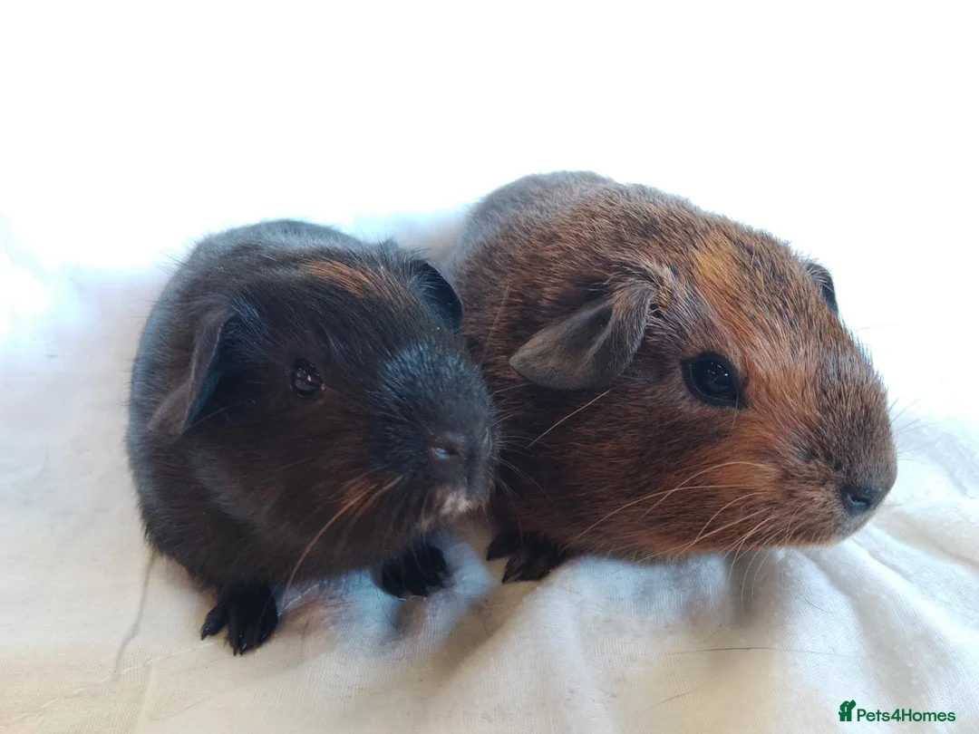 Guinea Pig rodents for sale: 2 lovely sisters ready for their new home  - Advert 2