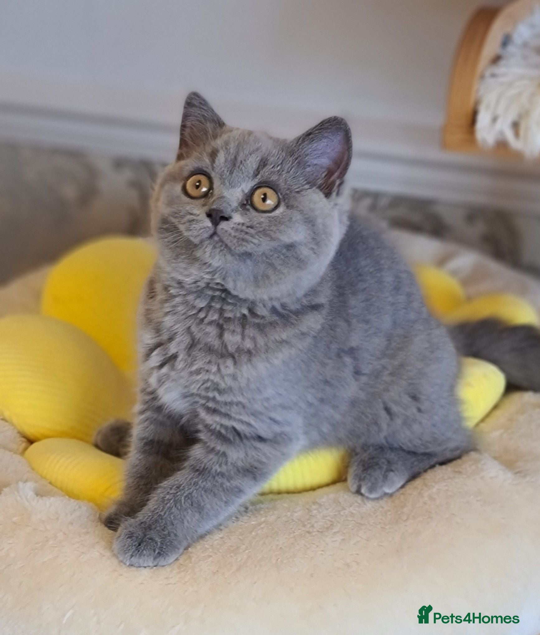 British Shorthair cats Full vaccination&Register GCCF BSH kittens 💝 - Advert 1
