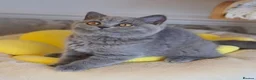 British Shorthair cats for sale: Full vaccination&Register GCCF BSH kittens 💝 - Advert 1