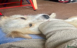 Mixed Breed dogs for adoption: 😎Zuko😎 for adoption, fostered in DONCASTER - Image 10