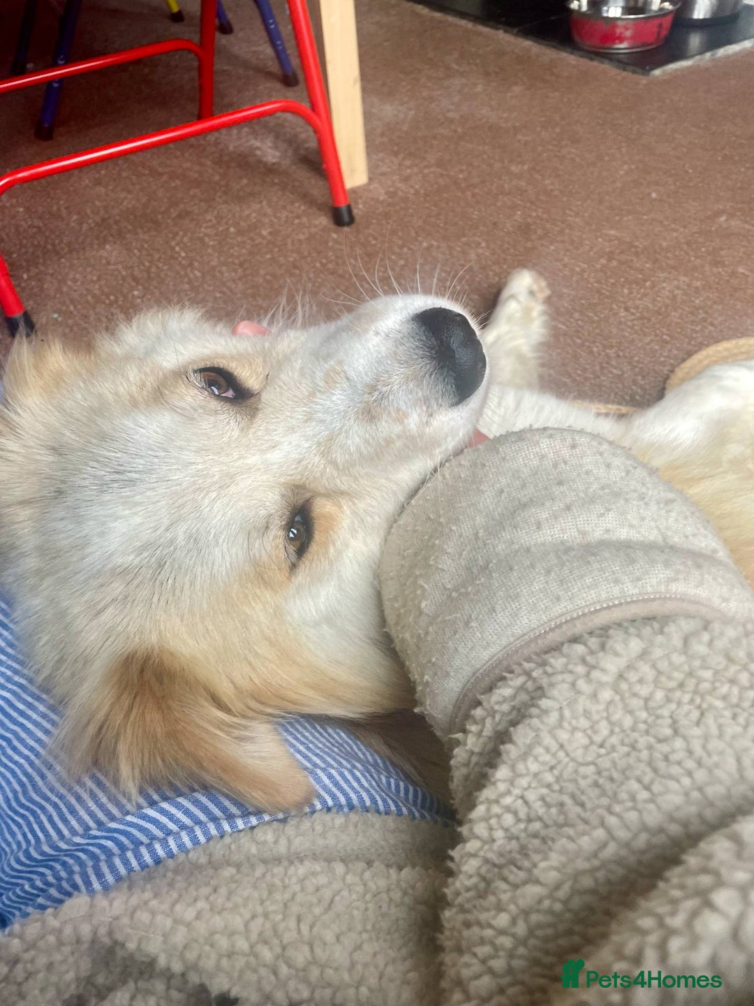 Mixed Breed dogs for adoption: 😎Zuko😎 for adoption, fostered in DONCASTER - Image 10