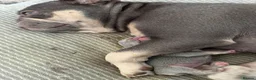 French Bulldog dogs for sale: Beautiful French Bulldog Puppies  in Deal - Advert 23