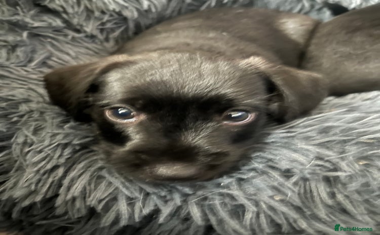 Patterdale Terrier dogs - Advert 1