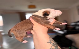 Staffordshire Bull Terrier dogs for sale: KC Staffordshire Bull Terrier - Image 12