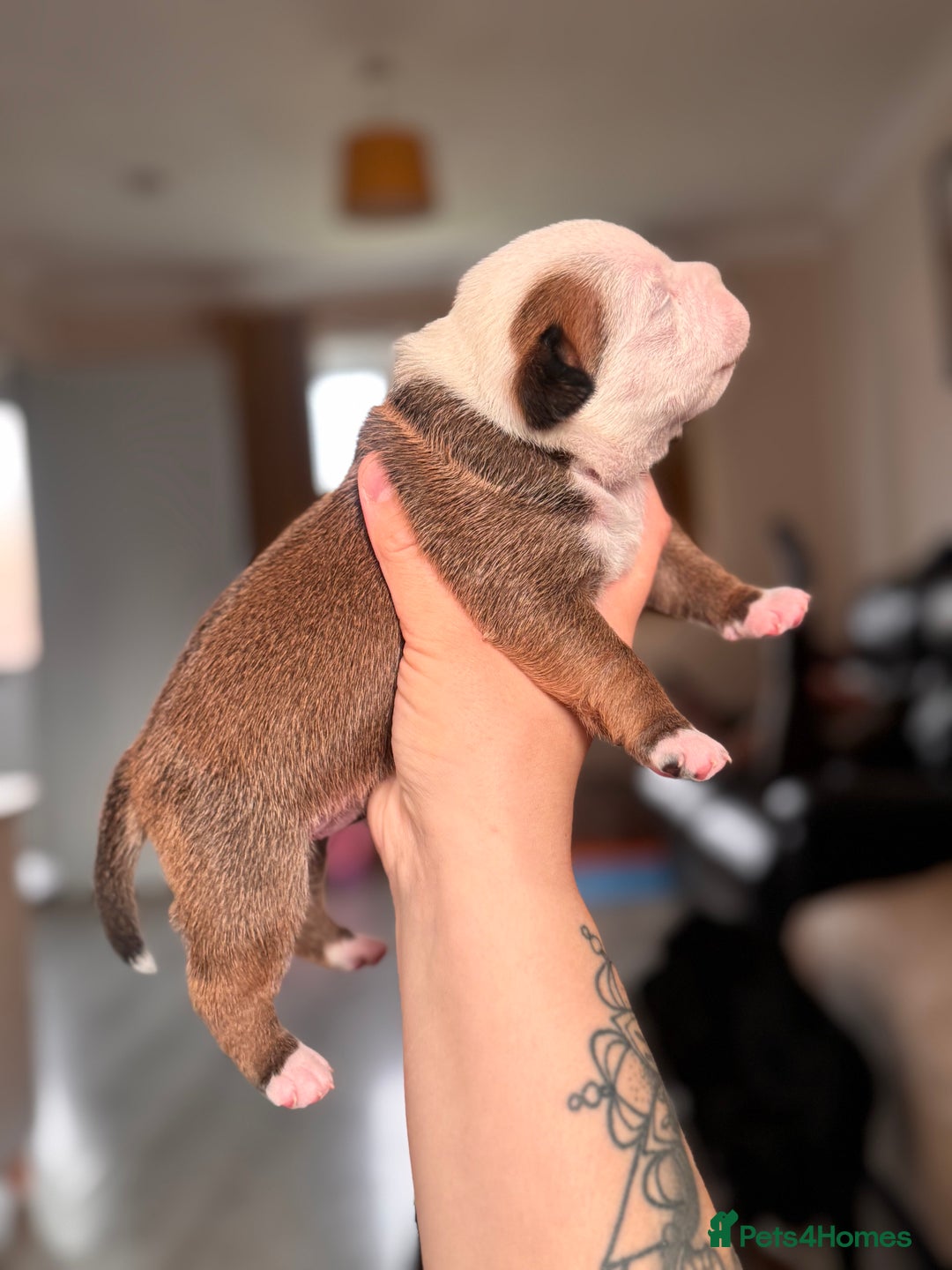 Staffordshire Bull Terrier dogs for sale: KC Staffordshire Bull Terrier - Image 12