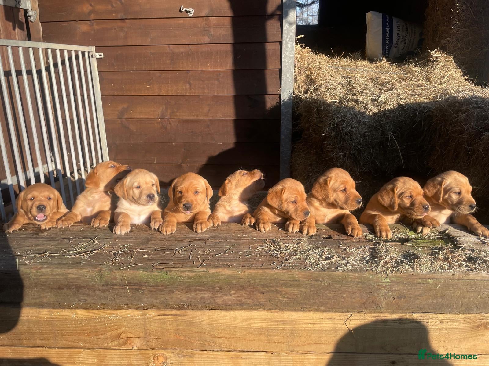 Labrador Retriever dogs for sale: Labrador puppies 8 weeks old  - Advert 1