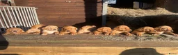 Labrador Retriever dogs for sale: Labrador puppies 8 weeks old  in Barnsley - Advert 1