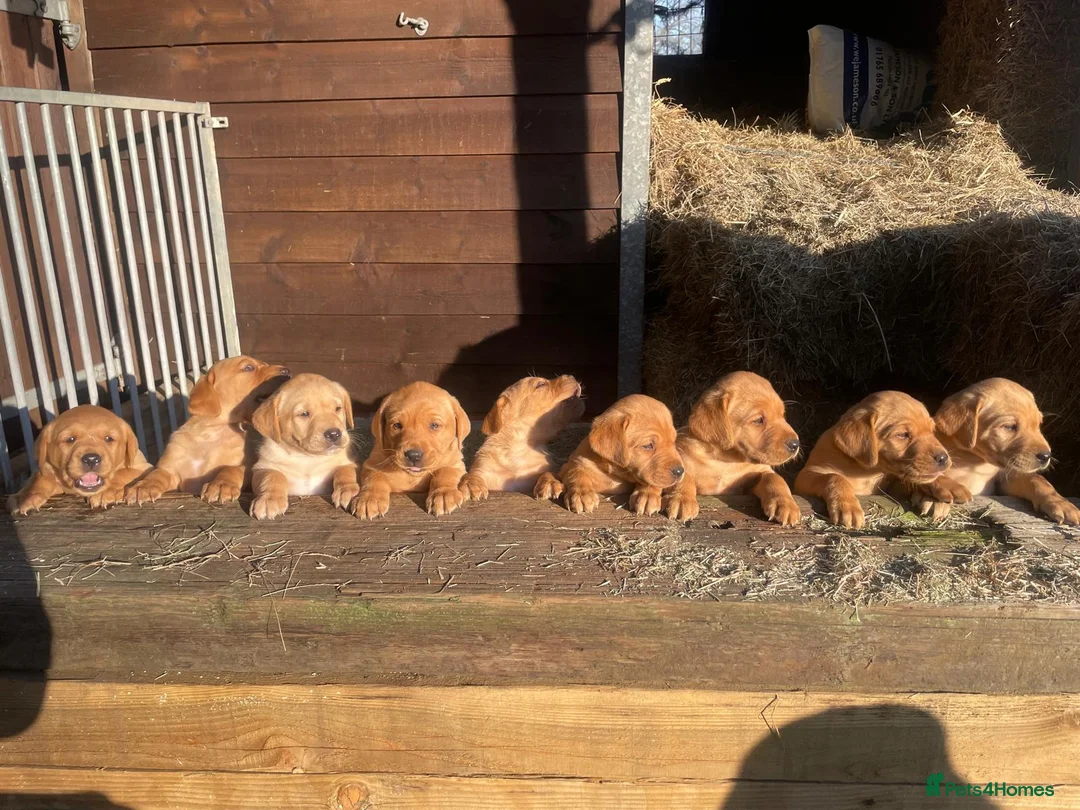 Labrador Retriever dogs for sale: Labrador puppies 8 weeks old  in Barnsley - Advert 1