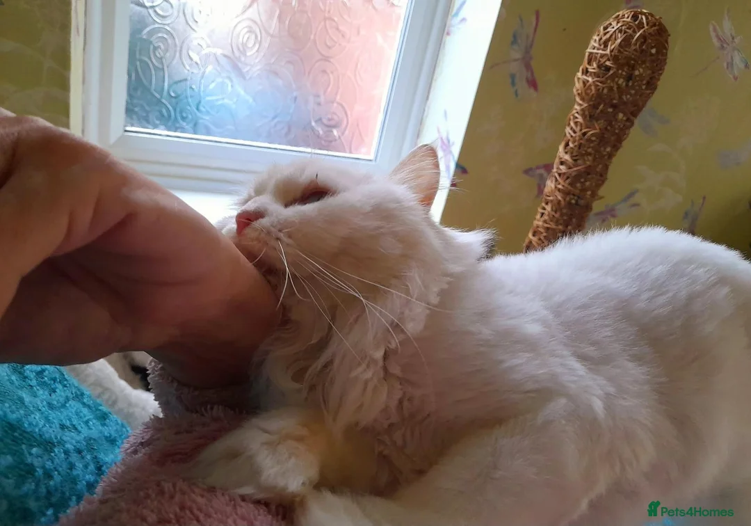 Mixed Breed cats for sale: Playful Jazz seeks a loving, forever home. in Huntingdon - Advert 3
